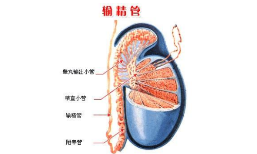 输精管堵塞或结扎手术