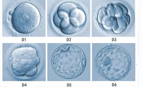胚胎培养过程进行裂变